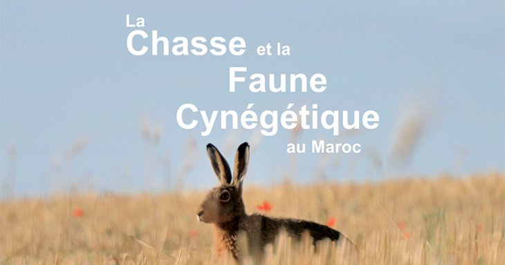 La Chasse et la Faune Cynégétique au Maroc - Espèces d'Oiseaux Protégées pouvant être valorisées par la chasse