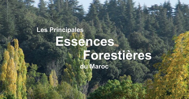 Les Principales Essences Forestières du Maroc - Les Principales Essences Forestières Résineuses du Maroc