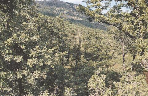 Chêne tauzin dans le Rif Central