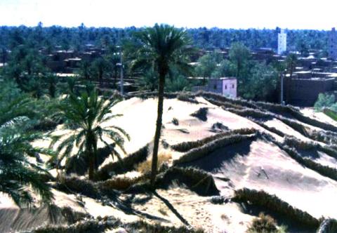 Chantiers de fixation des dunes