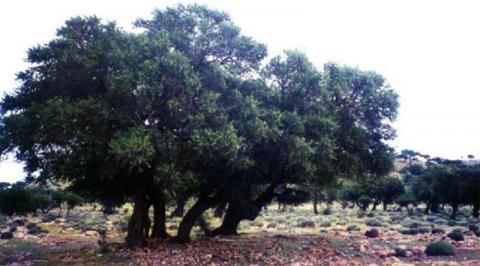 Arganiers et euphorbes cactoïdes