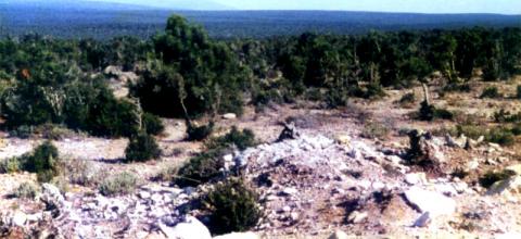 Une grande forêt de thuya de plaine, au N d’Essaouira