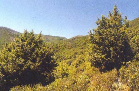 Genévrier oxycèdre dans le Haut Atlas