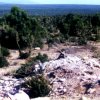 Une grande forêt de thuya de plaine, au N d’Essaouira