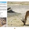 La Chasse et la Faune Cynégétique au Maroc - Espèces Chassables Protégées