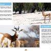 La Chasse et la Faune Cynégétique au Maroc - Espèces Chassables Protégées