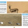 La Chasse et la Faune Cynégétique au Maroc - Espèces Chassables Protégées
