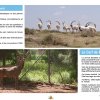 La Chasse et la Faune Cynégétique au Maroc - Espèces Chassables Protégées