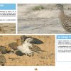 La Chasse et la Faune Cynégétique au Maroc - Espèces d'Oiseaux Protégées pouvant être valorisées par la chasse