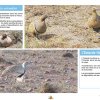 La Chasse et la Faune Cynégétique au Maroc - Espèces d'Oiseaux Protégées pouvant être valorisées par la chasse