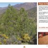 Les Principales Essences Forestières du Maroc - Les Principales Essences Forestières Résineuses du Maroc