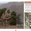 Les Principales Essences Forestières du Maroc - Les Principales Essences Forestières Résineuses du Maroc
