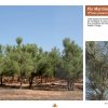 Les Principales Essences Forestières du Maroc - Les Principales Essences Forestières Résineuses du Maroc